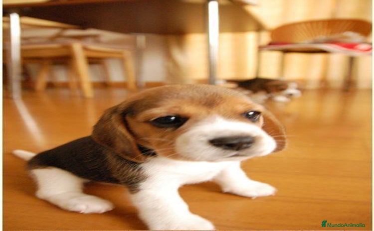 Beagle perros - Propaganda 1