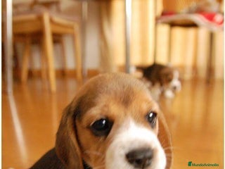 Beagle perros - Anuncio 7