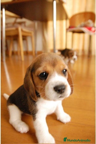 Beagle perros - Anuncio 3