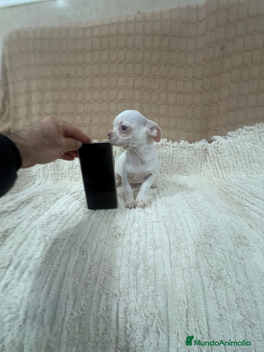Chihuahua perros en venta: Chihuahua toy  - Anuncio 2