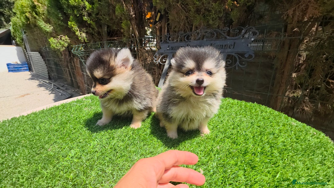 Pomerania perros en venta: Pomerania pura raza  color husky  - Imagen 2