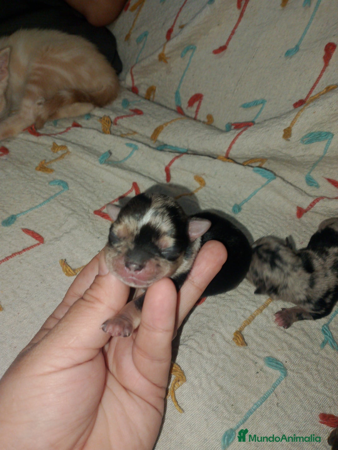 Chihuahua perros en venta: Chihuahua Merle macho  - Imagen 3