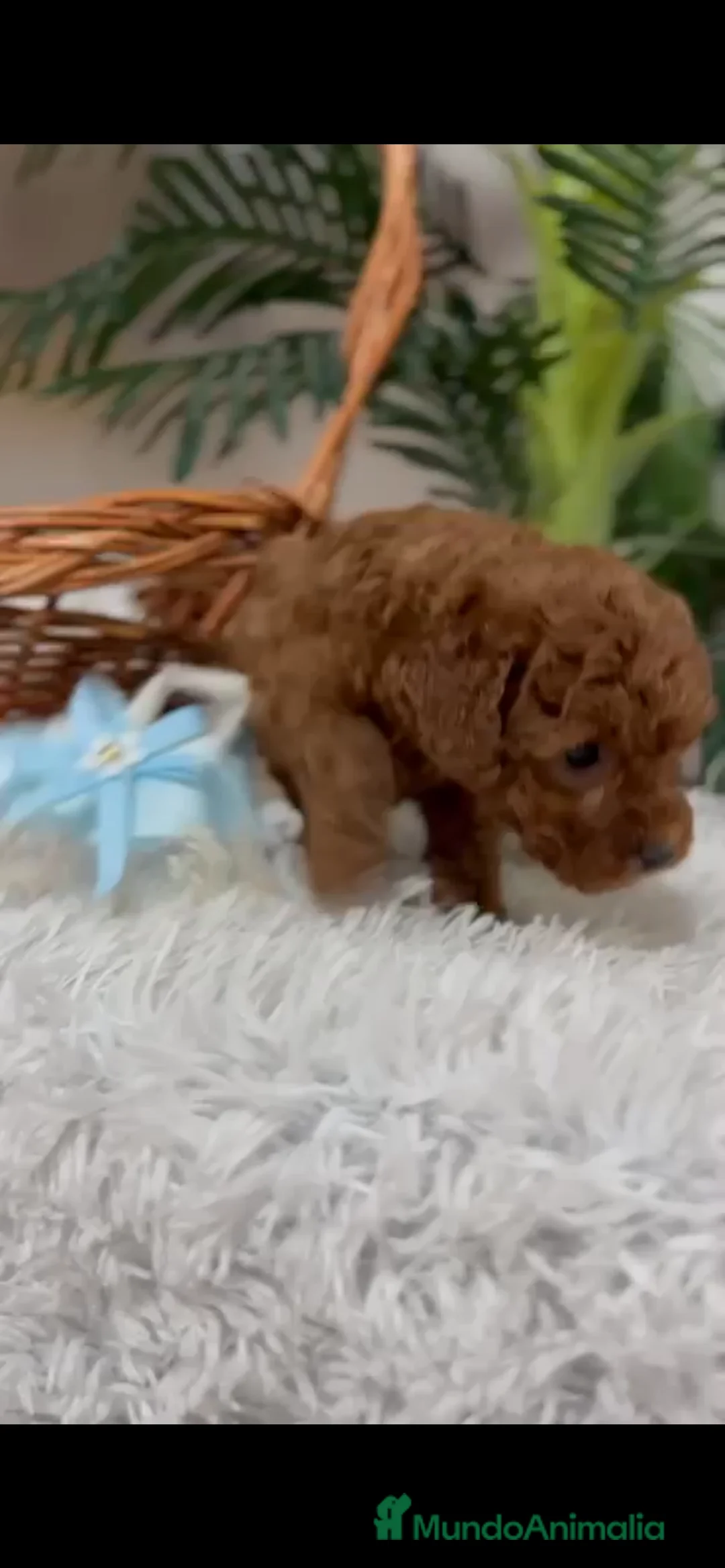 Caniche Toy perros en venta: CANICHE TOY - Anuncio 9