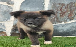 Raza Mixta perros en venta: BBORDERPOM  macho(pomerania + border collie) - Imagen 2