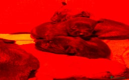 Pastor Belga Malinois perros en venta: Pastor belga malinois - Anuncio 5