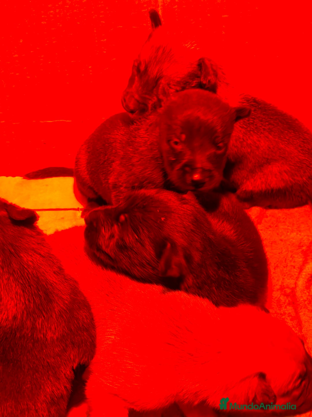 Pastor Belga Malinois perros en venta: Pastor belga malinois - Anuncio 5