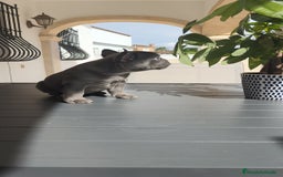 Bulldog Francés perros en venta: Bulldog Francés  - Imagen 8