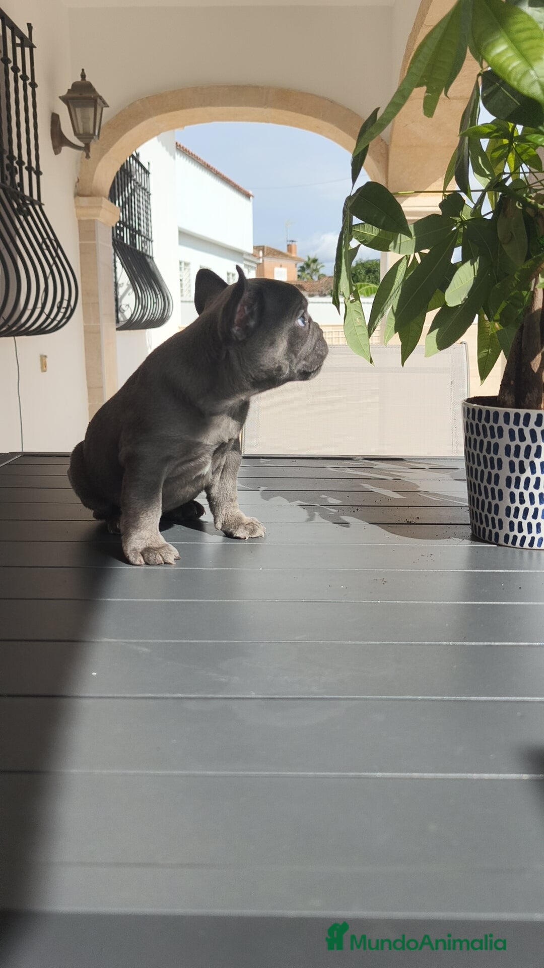 Bulldog Francés perros en venta: Bulldog Francés  - Imagen 8