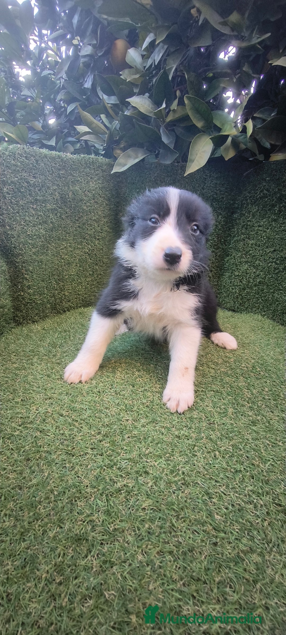 Border Collie perros en venta: border collie blue merle y blancos y negros  - Anuncio 17
