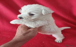 West Highland White Terrier perros en venta: Westing Terrier  - Imagen 2