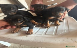 Pinscher Miniatura perros en venta: Mini pinche  - Imagen 1