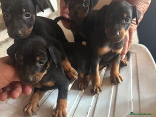 Pinscher Miniatura perros - Anuncio 9
