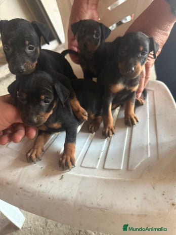 Pinscher Miniatura perros - Anuncio 9