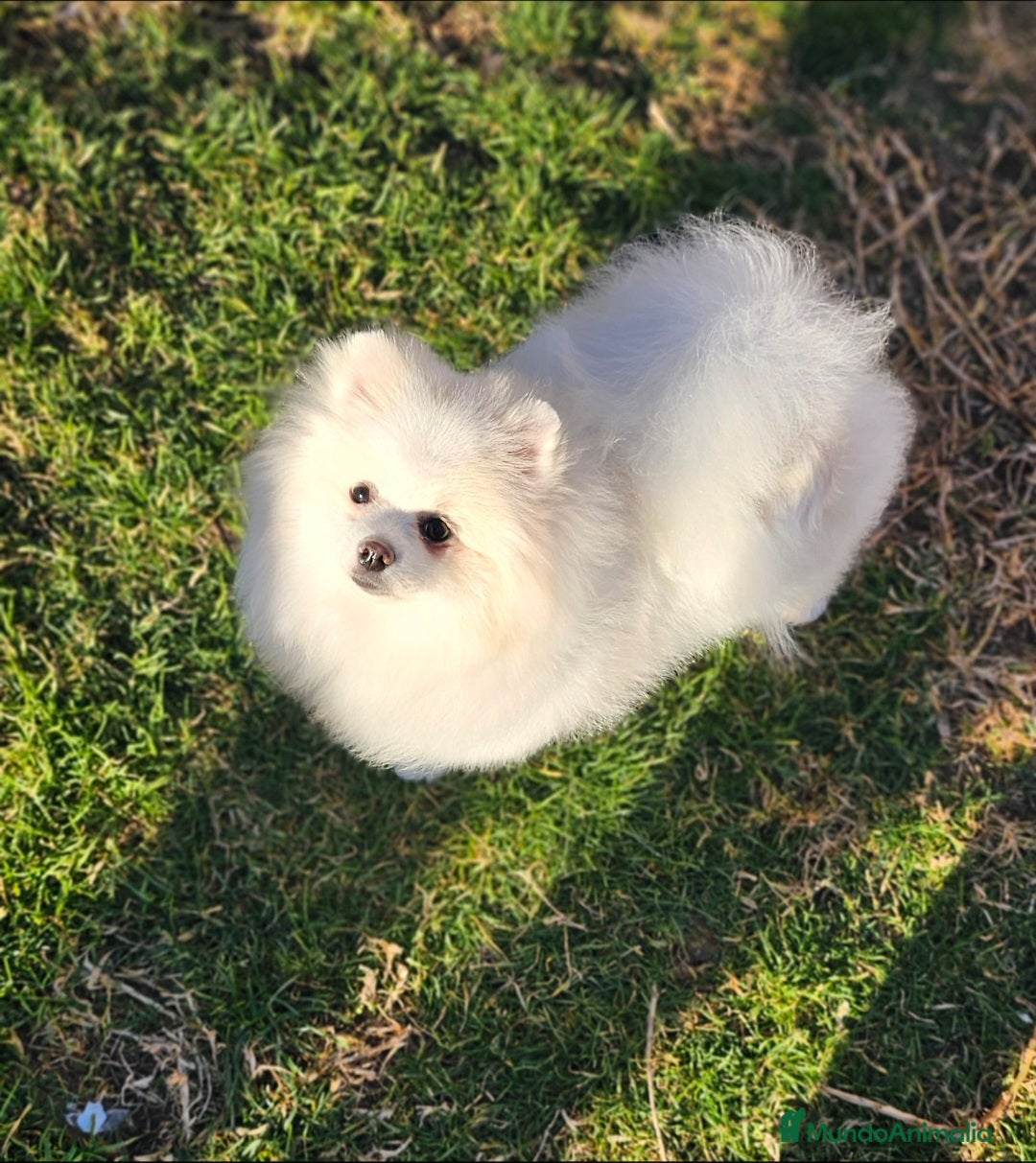 Pomerania perros POMERANIA BLANCo PARTI CREMA con gen merle - Anuncio 1