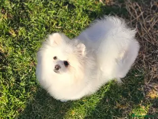 Pomerania perros POMERANIA BLANCo PARTI CREMA con gen merle - Anuncio 14