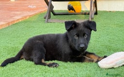 Pastor Alemán perros en venta: Cachorros de pastor alemán negro calzado - Imagen 4