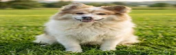 Raza Mixta perros en venta: Borderpom o mini bordercollie  - Anuncio 2