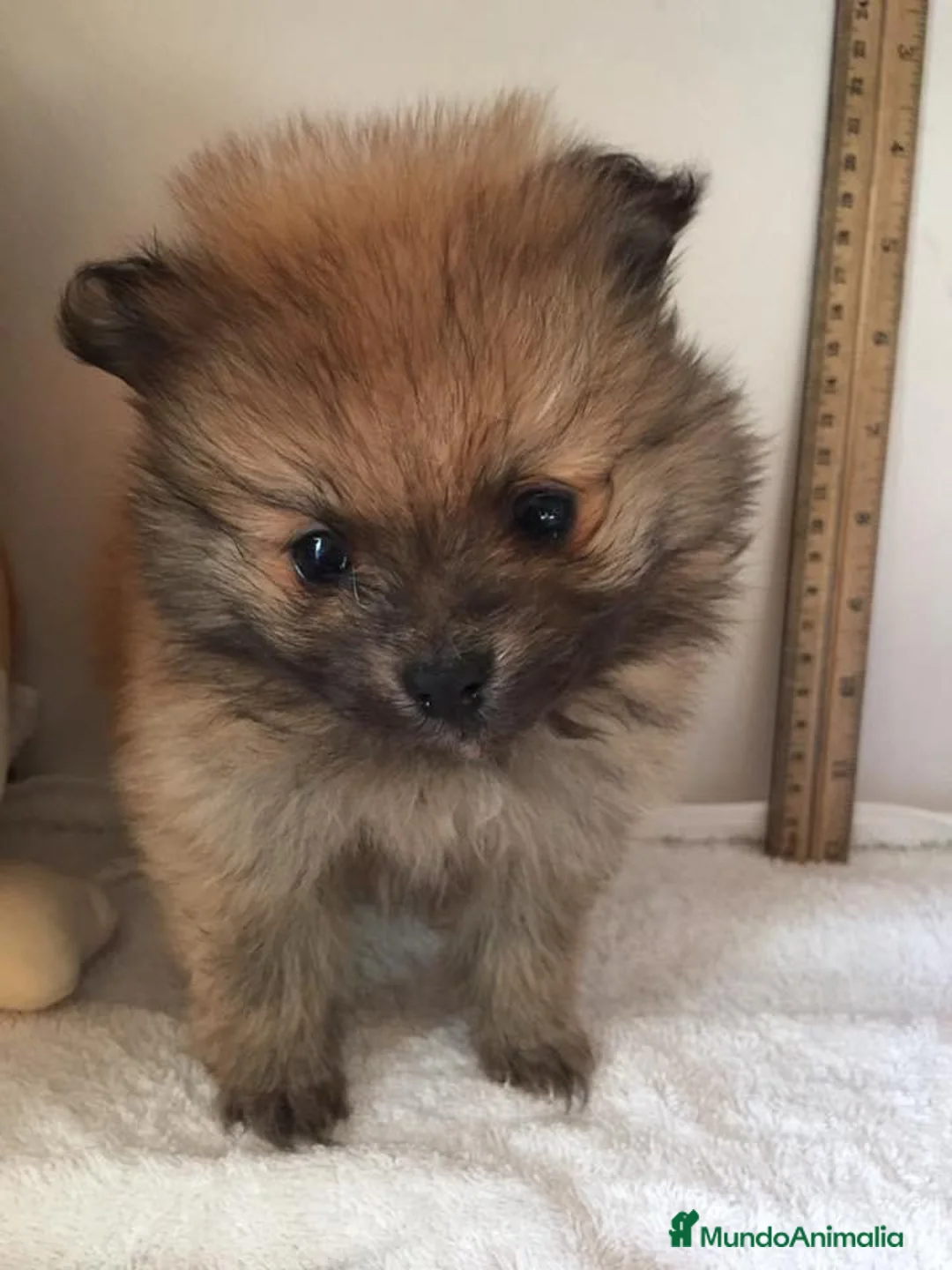 Pomerania perros en venta: OSITOS DE PELUCHE DISPONIBLES//// en Badajoz - Anuncio 2
