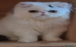 Persa gatos en venta: Gatito Persa - Anuncio 9