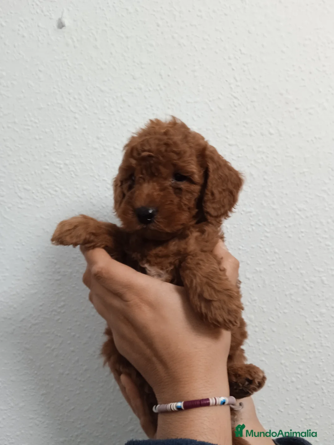 Caniche Enano perros en venta: Camada de caniches toy y enano  - Anuncio 4