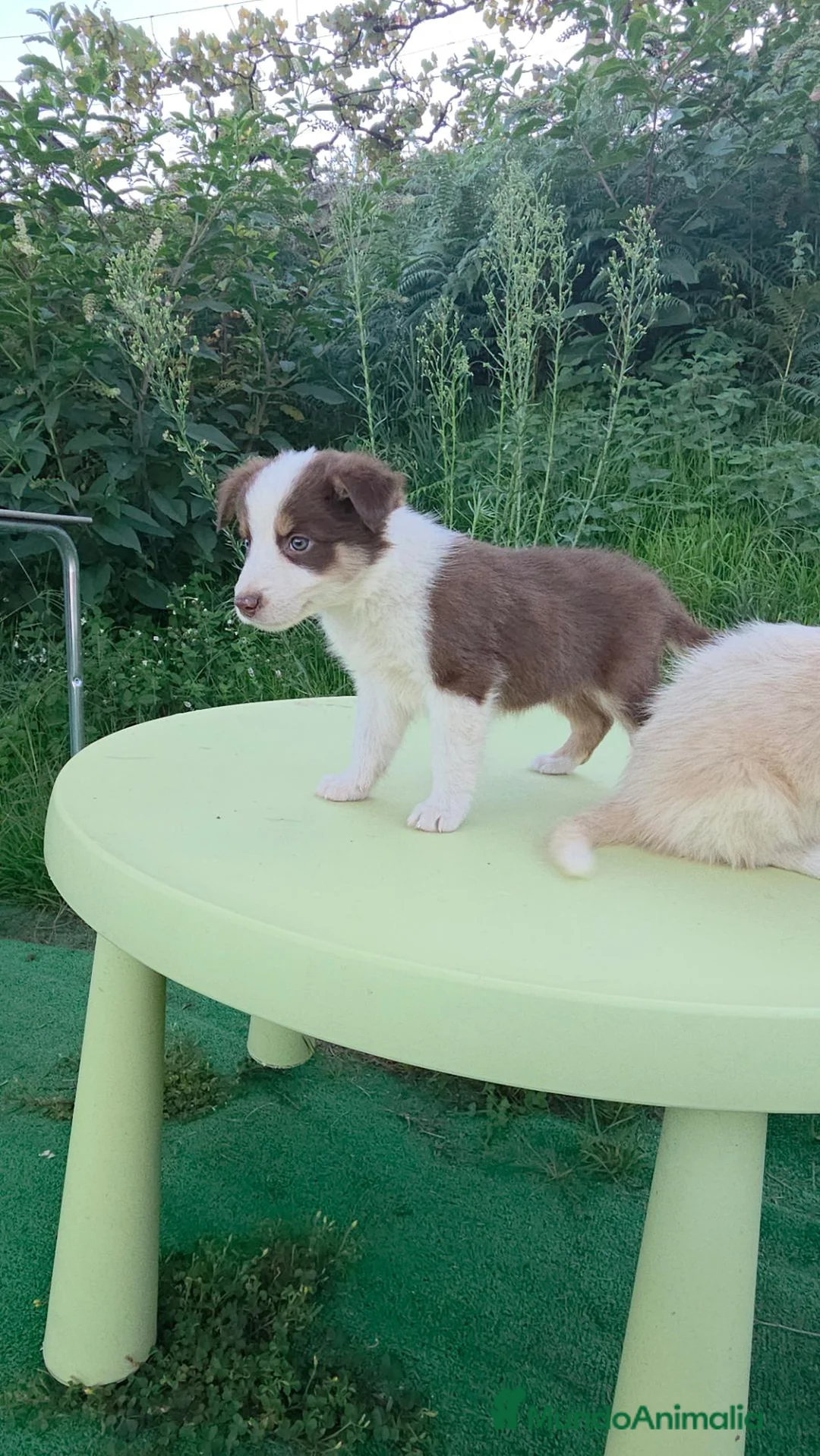 Border Collie perros en venta: Cachorros border collie - Anuncio 11
