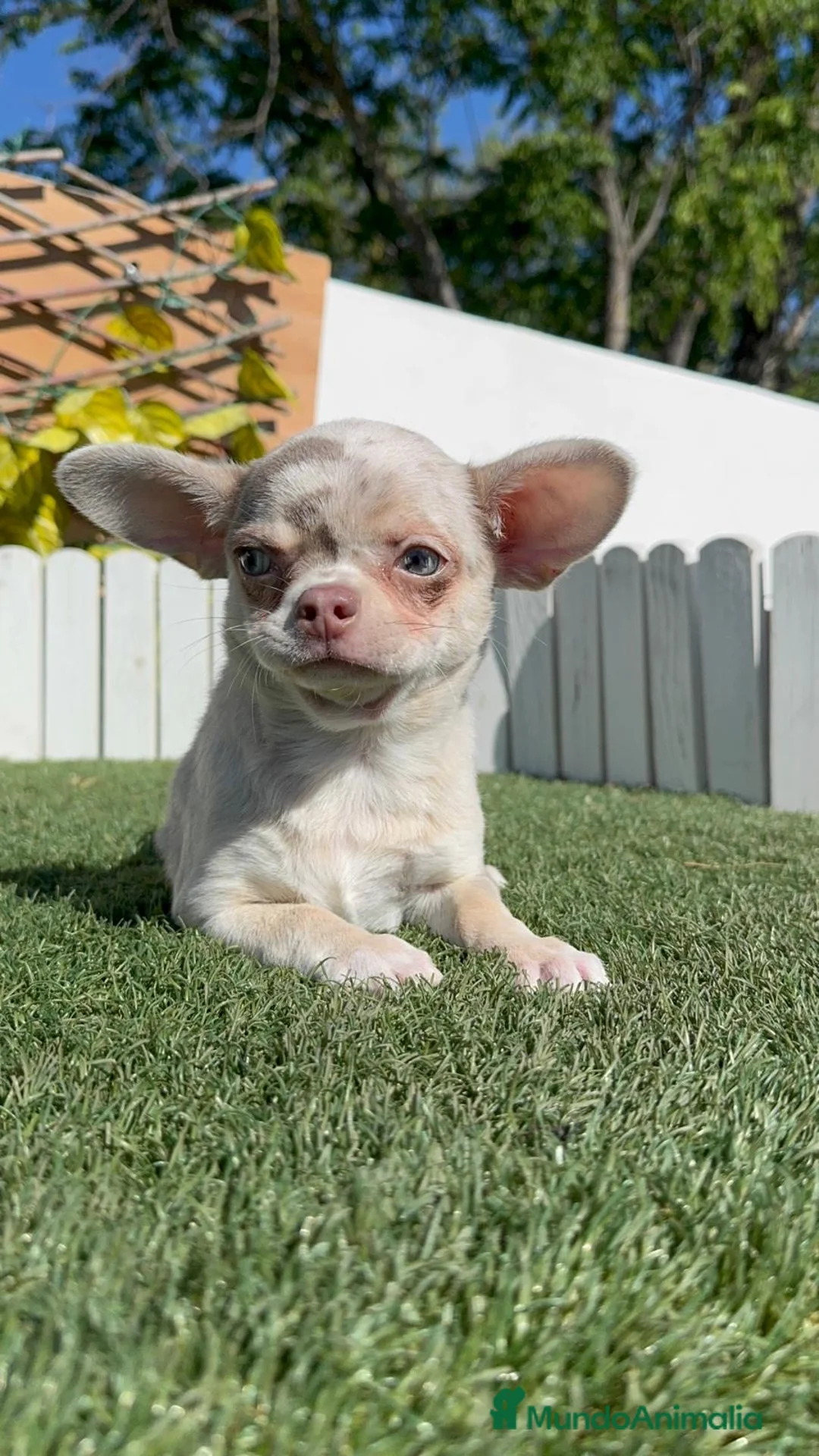 Chihuahua perros en venta: CHIHUAHUA MERLE-LISTO PARA ENTREGAR - Anuncio 2