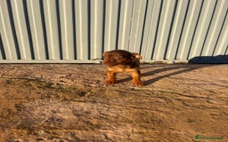 Pinscher Miniatura perros en venta: Pinscher miniatura hermbra chocolate  - Anuncio 1