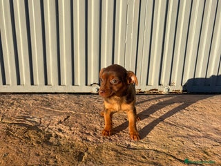 Pinscher Miniatura perros Pinscher miniatura hermbra chocolate - Anuncio 1