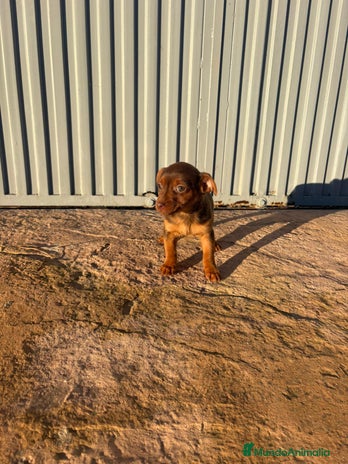 Pinscher Miniatura perros Pinscher miniatura hermbra chocolate - Anuncio 1