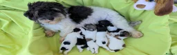 Bichón Habanero perros en venta: Machitos de bichon habanero - Anuncio 30