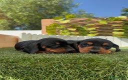Teckel Miniatura perros en venta: TECKEL MINIATURA - Imagen 3