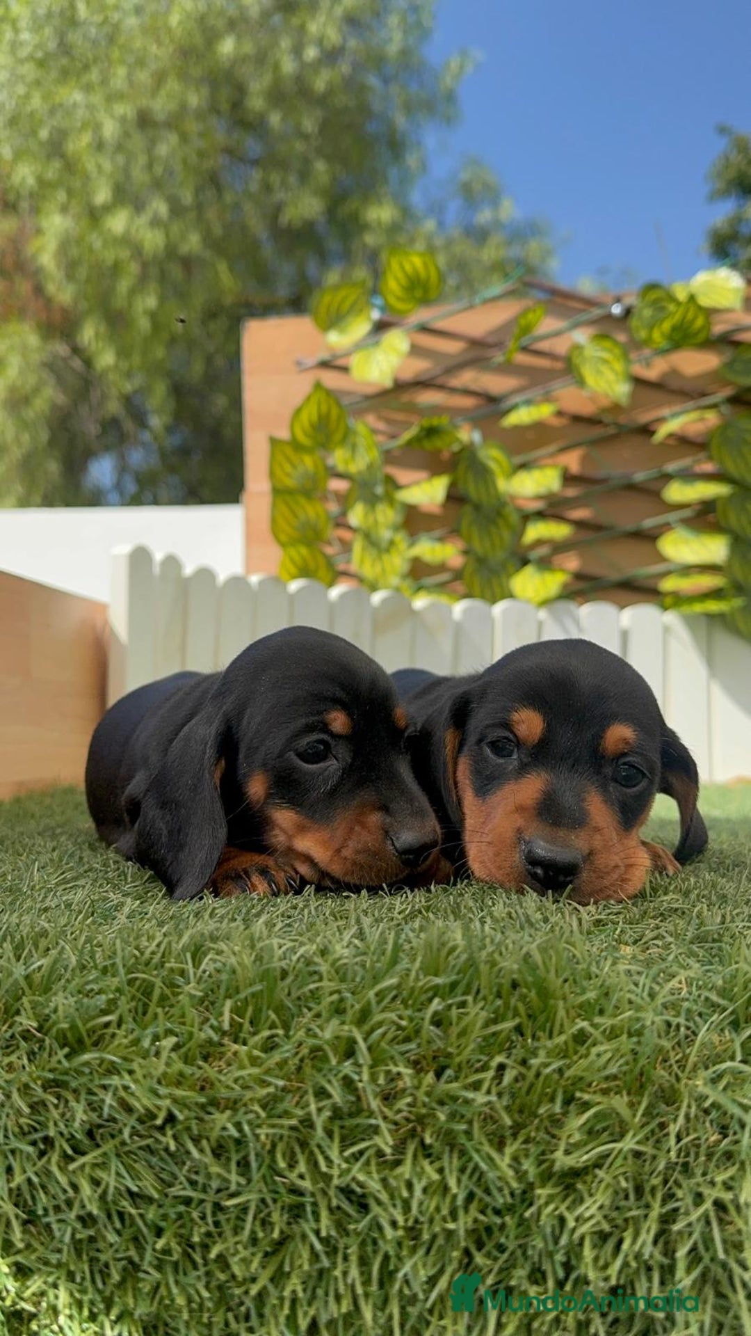 Teckel Miniatura perros en venta: TECKEL MINIATURA - Imagen 3