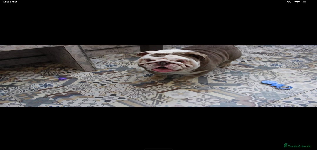 Imagen de galería {{count}}