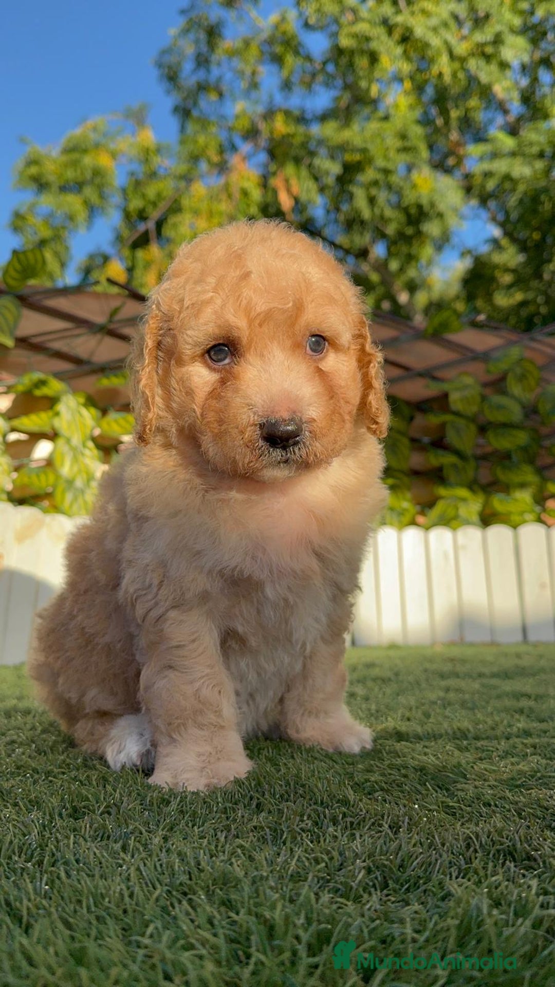 Perro de Agua Español perros en venta: PERRO DE AGUA ESPAÑOL  - Imagen 18
