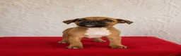 Staffordshire Bull Terrier perros en venta: Staffordshire Bull terrier - Anuncio 10