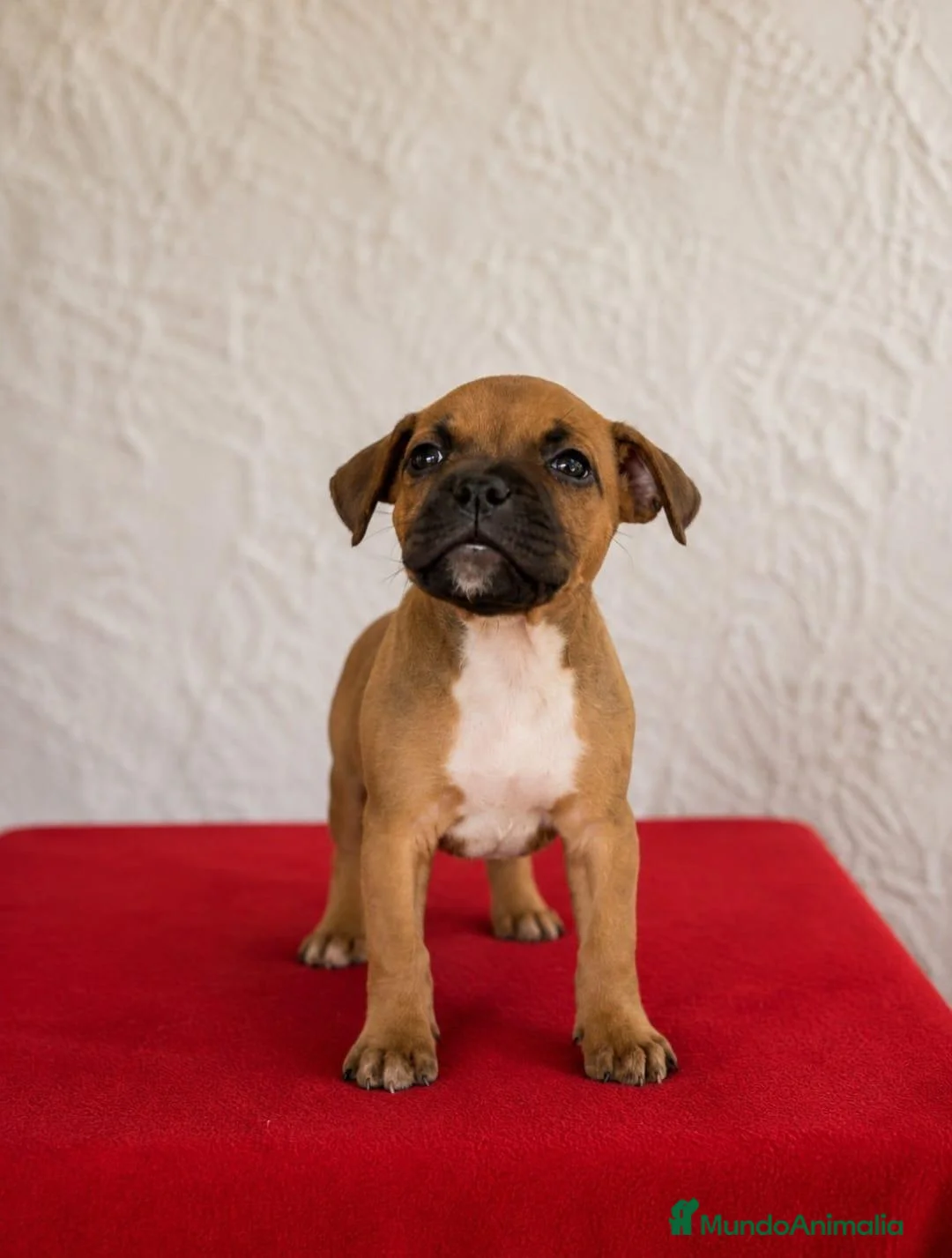 Staffordshire Bull Terrier perros en venta: Staffordshire Bull terrier - Anuncio 10