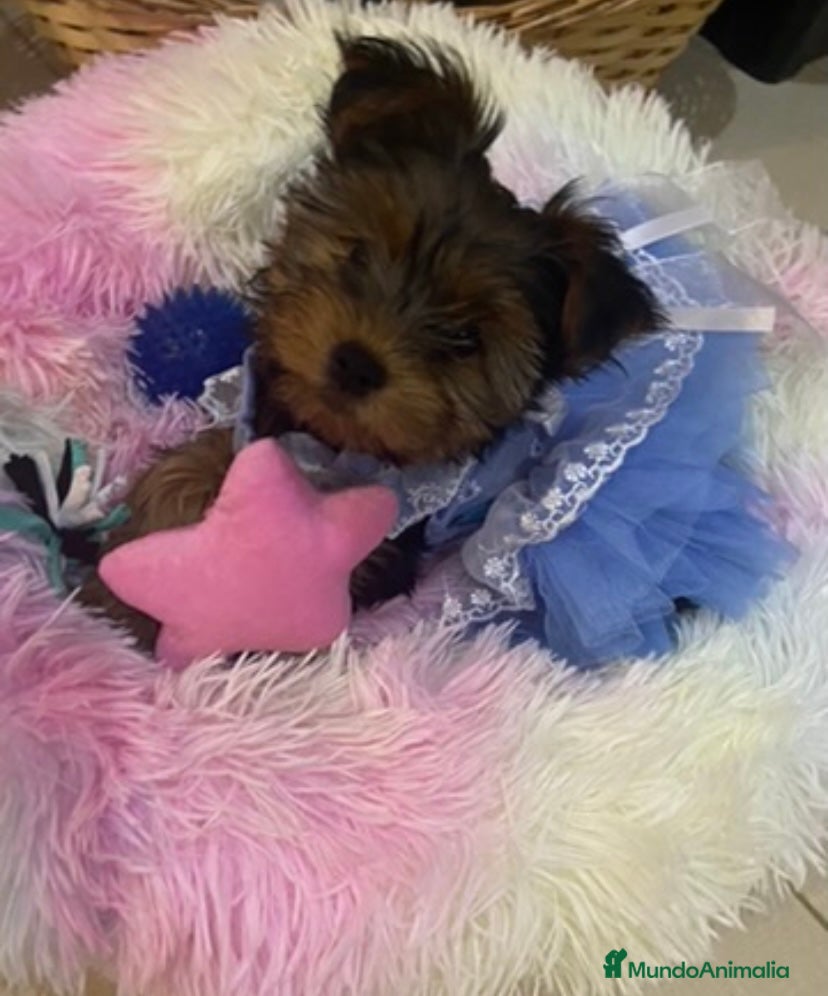 Yorkshire Terrier perros 🐾 Yorkshire Terrier – disponibles para reserva 🐾 - Anuncio 1
