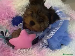Yorkshire Terrier perros 🐾 Yorkshire Terrier – disponibles para reserva 🐾 - Anuncio 1