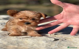 Yorkshire Terrier perros en venta: Yorkshire minitoy rubia  - Imagen 1