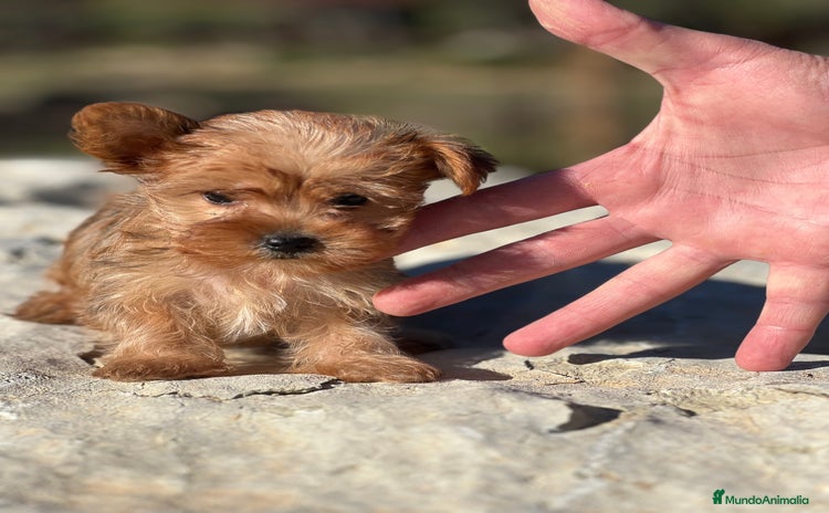 Yorkshire Terrier perros - Anuncio 9
