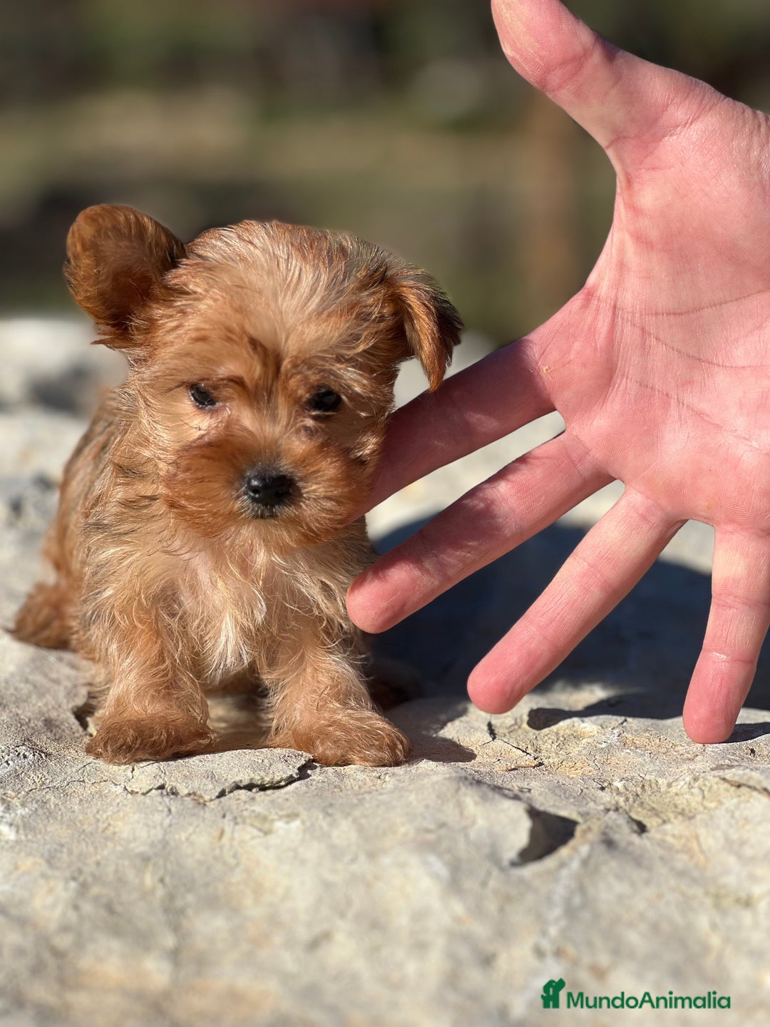 Yorkshire Terrier perros en venta: Yorkshire minitoy rubia  - Imagen 1