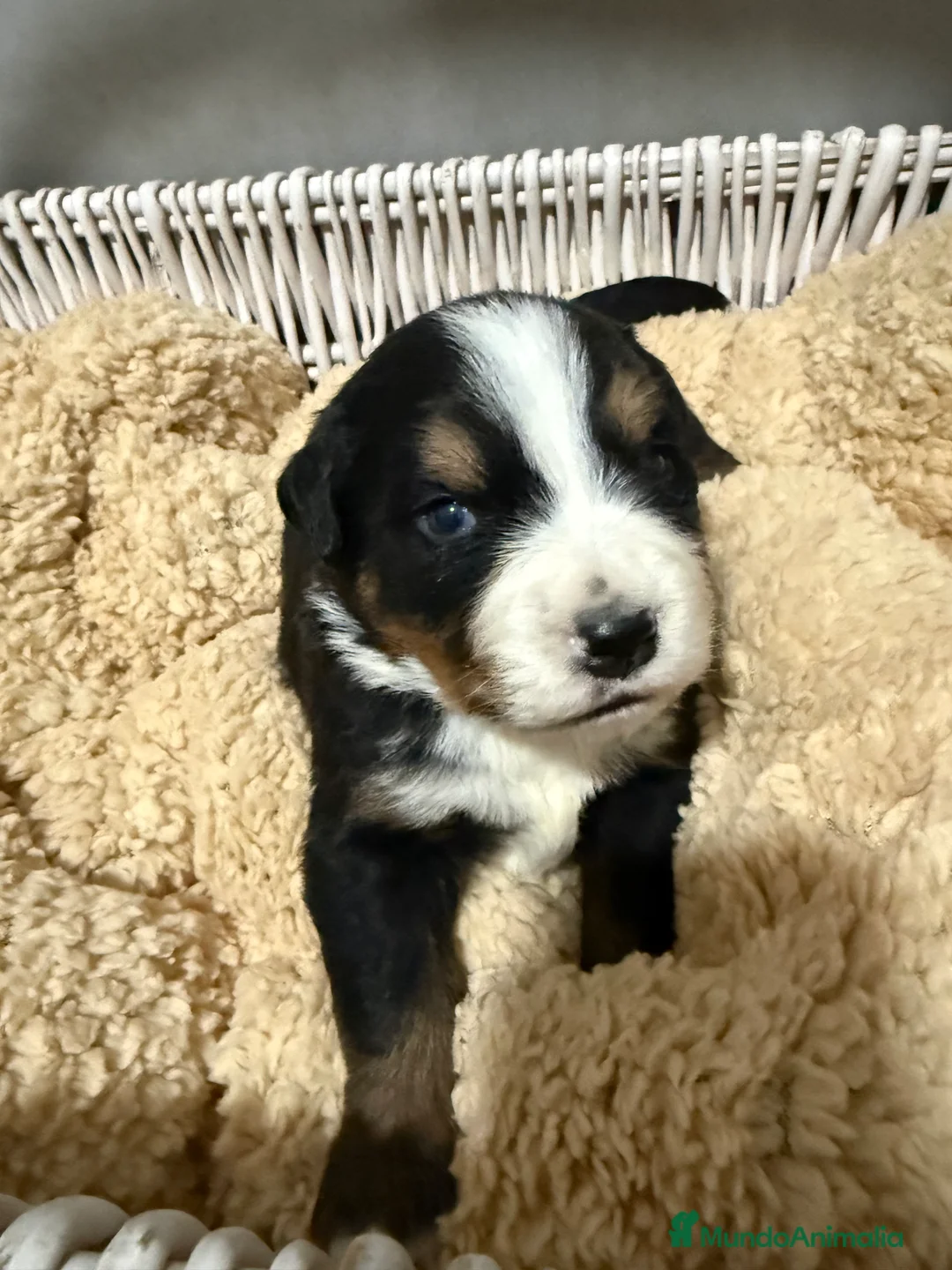 Boyero de Berna perros en venta: Camada de boyero de Berna  - Anuncio 2