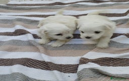 Bichón Maltés perros en venta: Macho bicho maltes  - Imagen 3