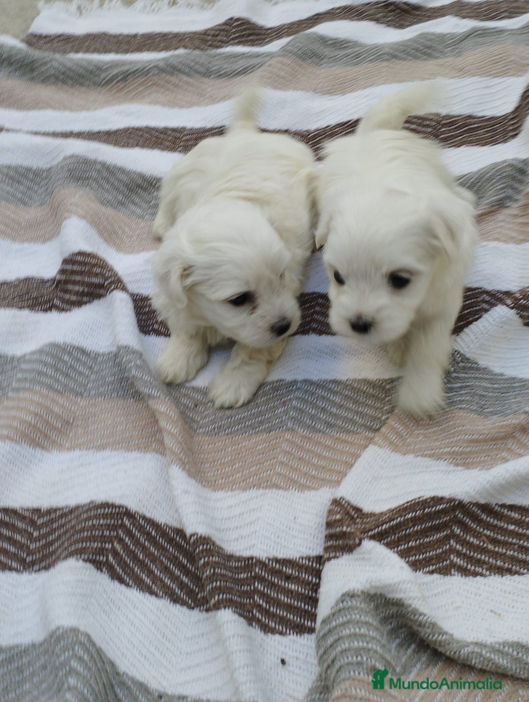 Bichón Maltés perros en venta: Macho bicho maltes  - Imagen 3
