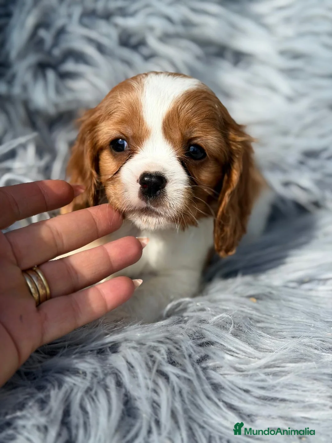 Cavalier King Charles Spaniel perros en venta: Cavalier precioso - Anuncio 1
