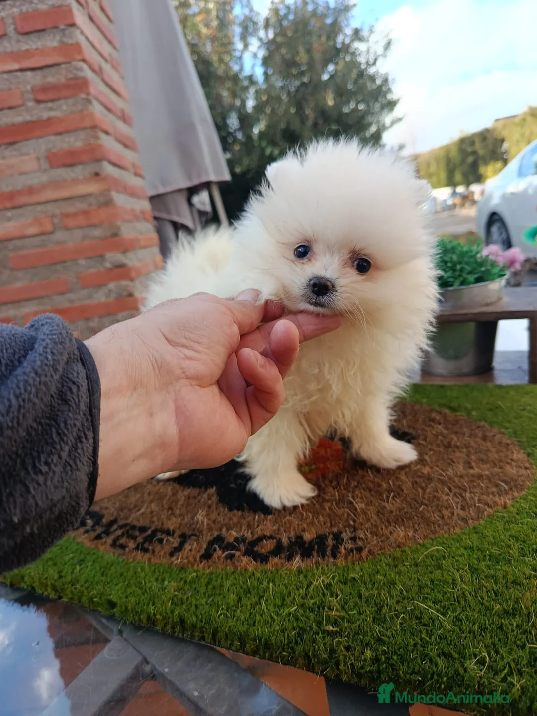 Pomerania perros en venta: Pomerania  - Anuncio 1