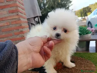 Pomerania perros Pomerania - Anuncio 1