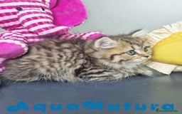 Británico de Pelo Largo gatos en venta: British Longhair Hembra 7725 AQUANATURA - Imagen 2