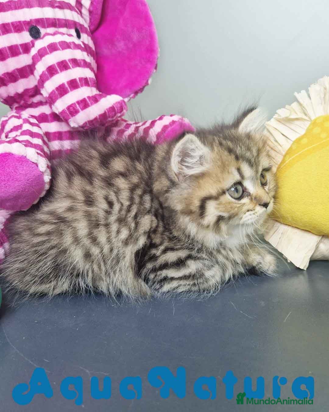 Británico de Pelo Largo gatos en venta: British Longhair Hembra 7725 AQUANATURA - Imagen 2