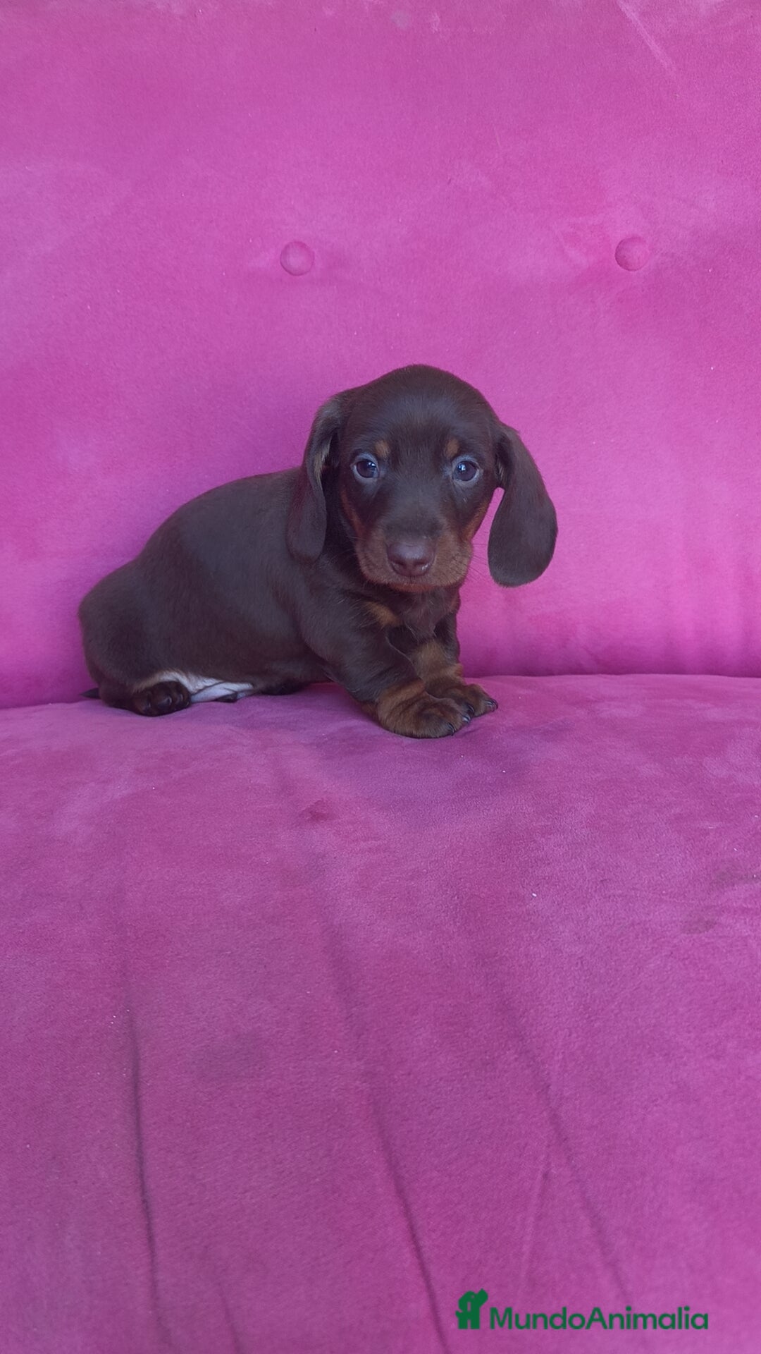 Teckel Miniatura perros Teckel Kanichen chocolate macho y hembra  - Anuncio 2